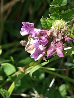 photo of Bush Vetch