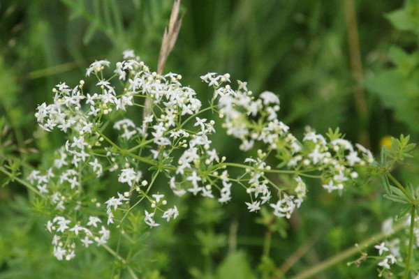 photo of Hedge Bedstraw
