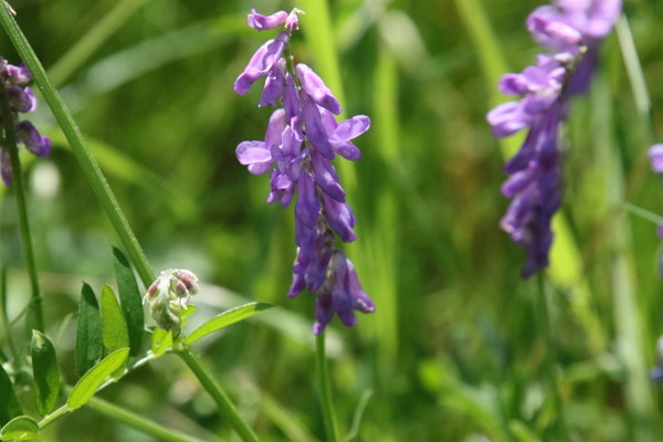 photo of Tufted Vetch