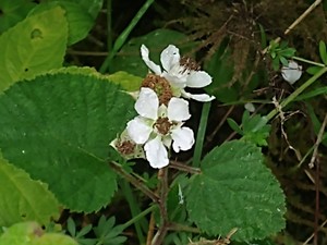photo of Elm Leaved Bramble