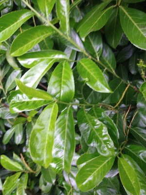 photo of Cherry Laurel