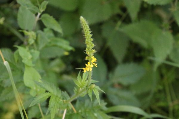 photo of Agrimony