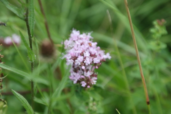 photo of Wild Marjoram