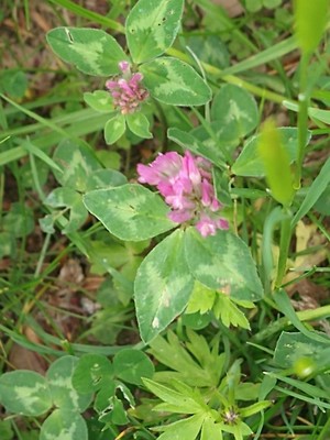 photo of Red Clover