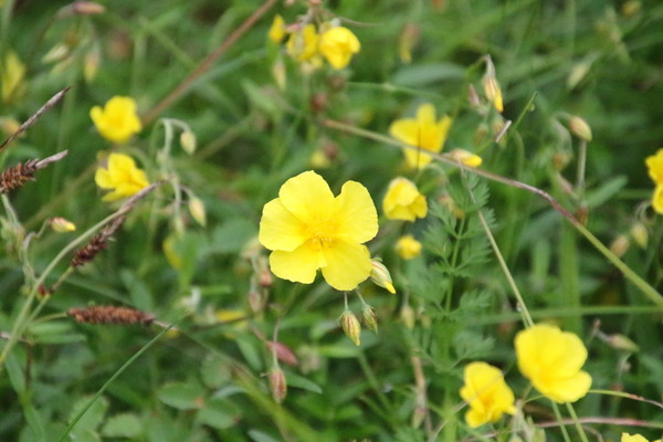 photo of Common Rockrose