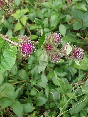 photo of Lesser Burdock