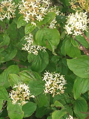 photo of Dogwood