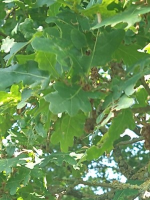 photo of Pedunculate Oak