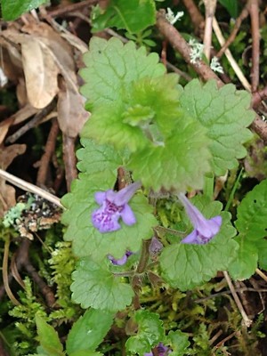 photo of Ground Ivy