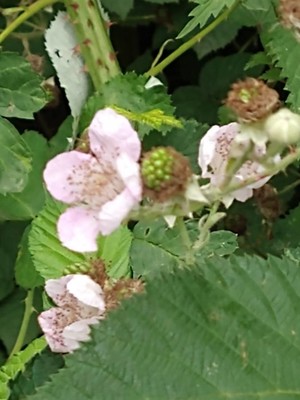 photo of Elm Leaved Bramble