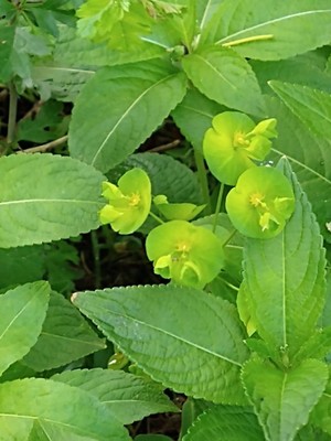 photo of Wood Spurge