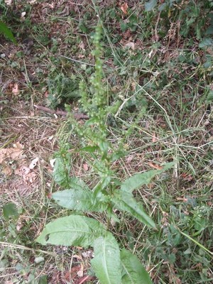 photo of Curled Dock
