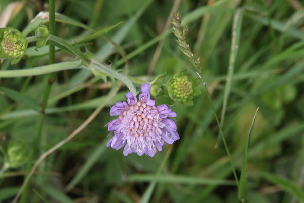 photo of Field Scabious