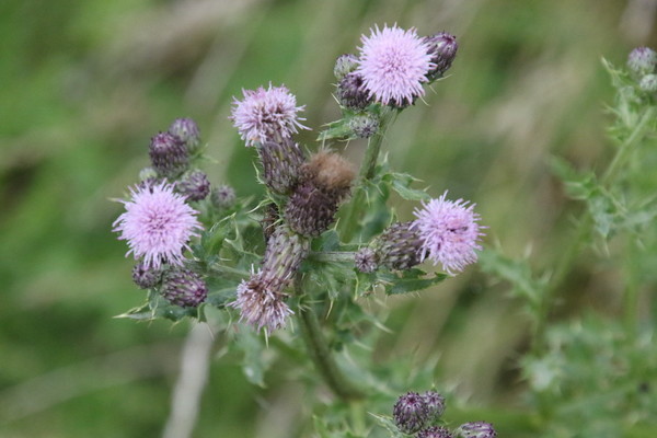 photo of Creeping Thistle