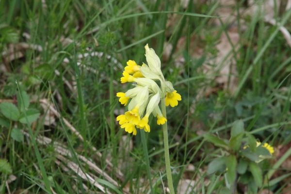 photo of Cowslip