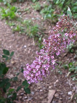 photo of Butterfly Bush