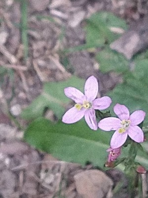 photo of Common Centaury