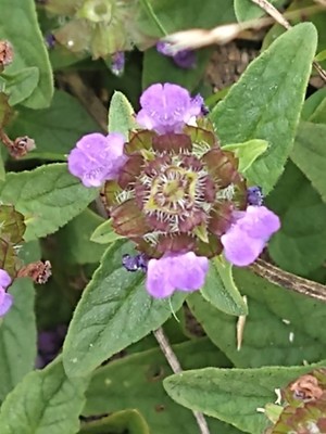 photo of Selfheal