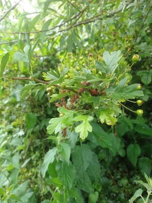photo of Hawthorn