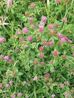 photo of Red Clover