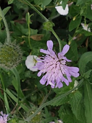 photo of Field Scabious