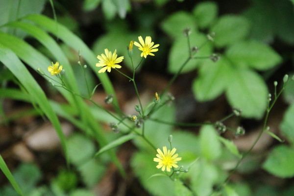 photo of Nipplewort