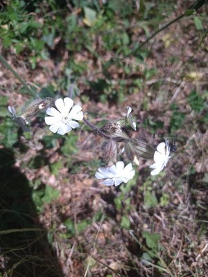 photo of White Campion