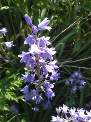 photo of Spanish Bluebell