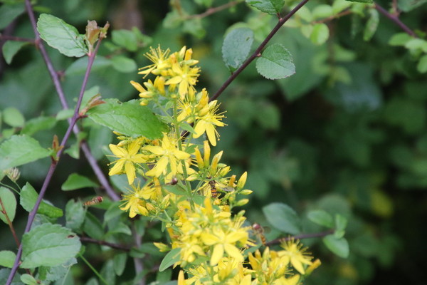 photo of Hairy St John's Wort