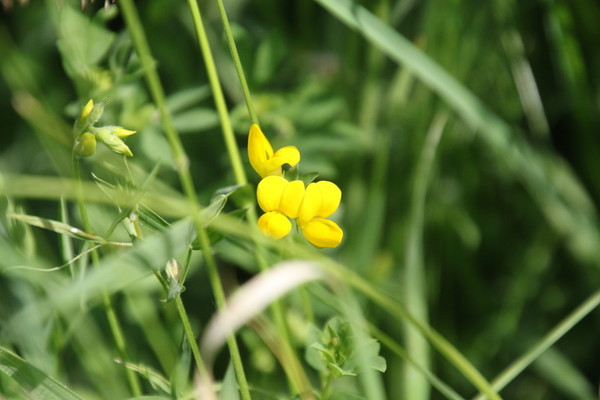 photo of Meadow Vetchling