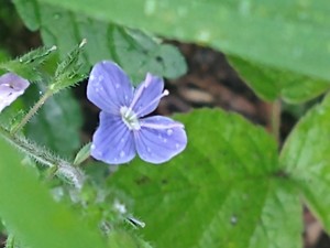 photo of Germander Speedwell