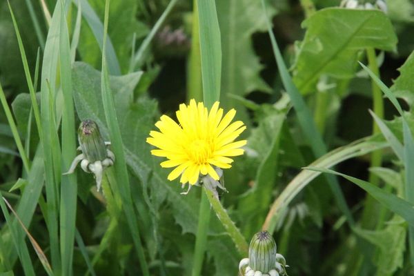 photo of Dandelion