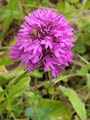 photo of Pyramidal Orchid