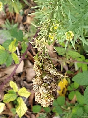 photo of Common Toadflax