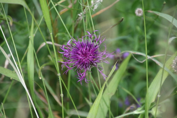 photo of Greater Knapweed