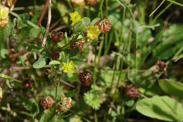 photo of Hop Trefoil