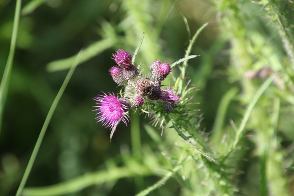 photo of Marsh Thistle