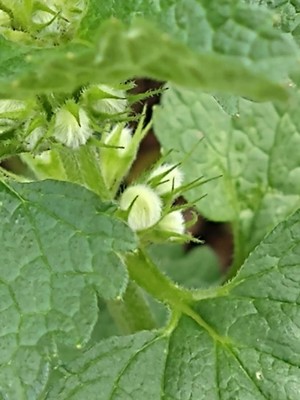 photo of White Dead Nettle