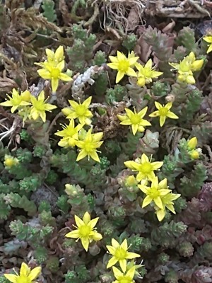 photo of Biting Stonecrop