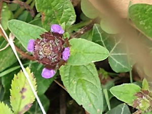 photo of Selfheal