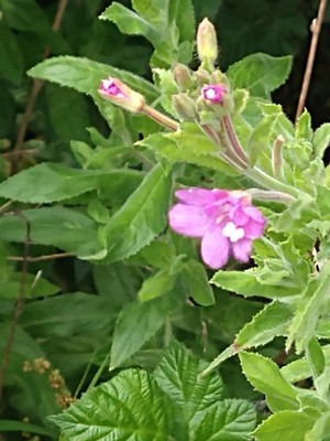 photo of Great Willowherb