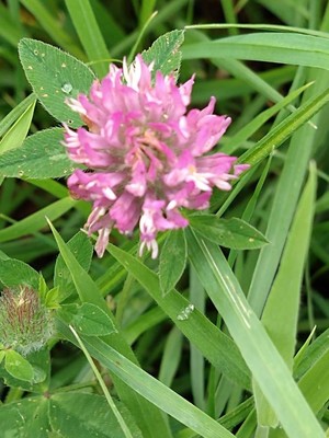 photo of Red Clover