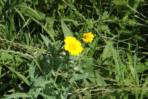 photo of Corn Marigold