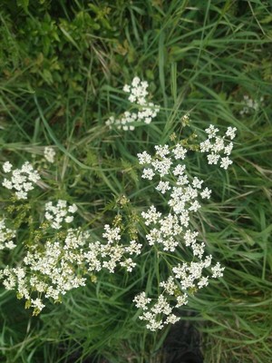 photo of Cow Parsley
