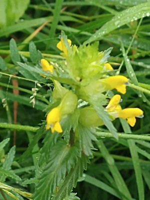photo of Yellow Rattle