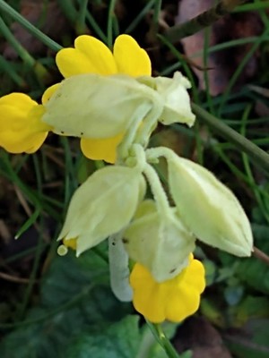 photo of Cowslip