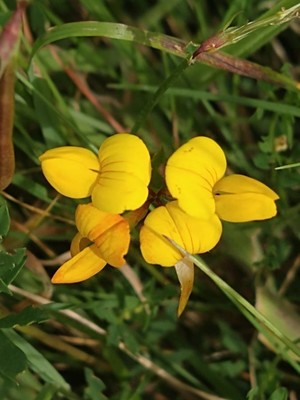 photo of Bird's Foot Trefoil