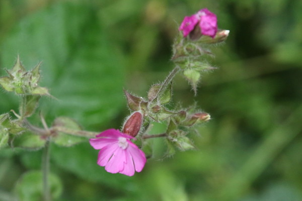photo of Red Campion