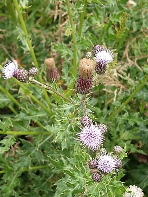 photo of Creeping Thistle
