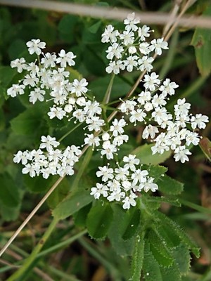 photo of Ground Elder